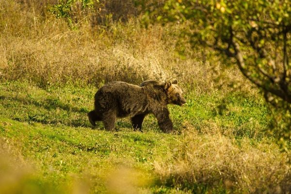 How Marsican Brown Bears are Bringing Life Back to Abruzzo